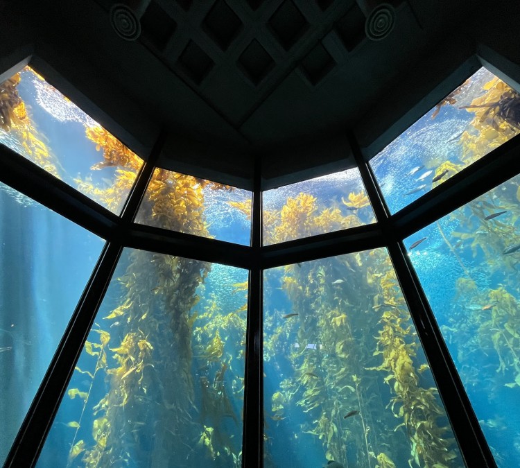 Monterey Bay Aquarium (Monterey,&nbspCA)